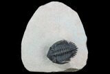 Metacanthina Trilobite - Lghaft, Morocco #125183-2